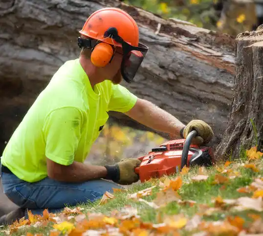 tree services Amelia